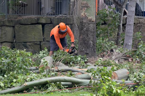 How Our Tree Care Process Works  in  West Wendover, NV